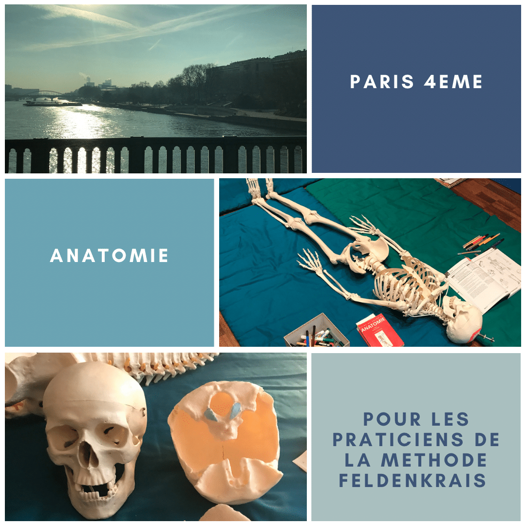 Atelier d'anatomie paris 4 Methode-Feldenkrais-BMC®Pilates